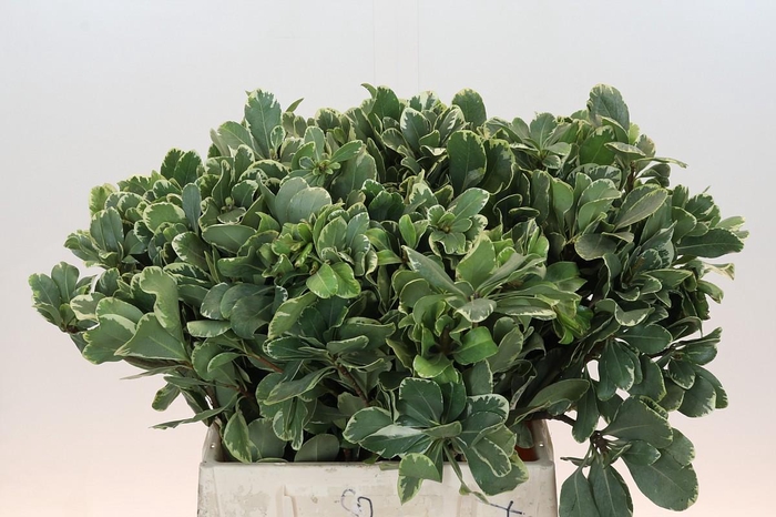 <h4>Pittosporum Ilan</h4>