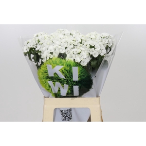 Dianthus Br Kiwi Bunny XXL