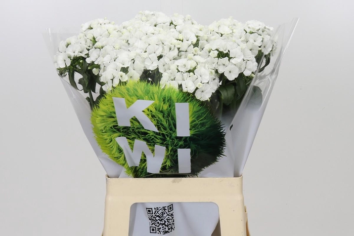 <h4>Dianthus Br Kiwi Bunny XXL</h4>