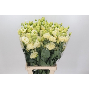 Lisianthus Du Croma Yellow