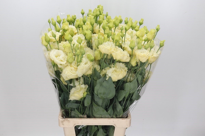 <h4>Lisianthus Du Croma Yellow</h4>