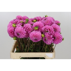 Dahlia Sweet Fabienne