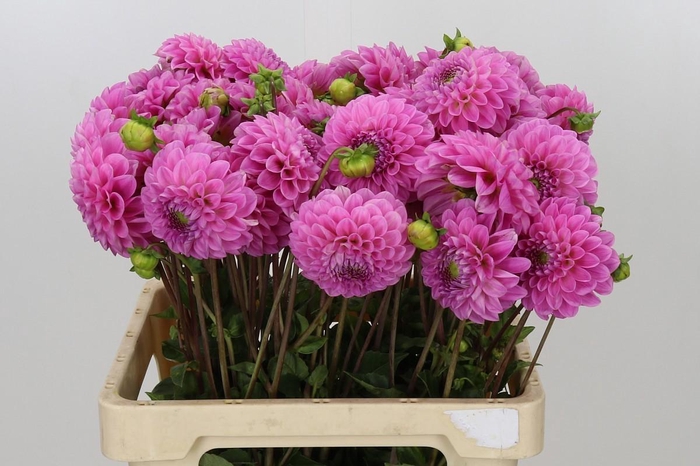 <h4>Dahlia Sweet Fabienne</h4>