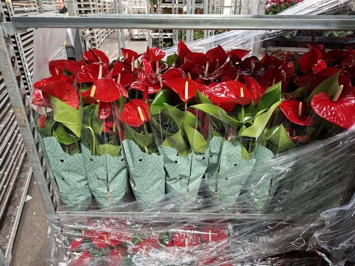 <h4>Anthurium Andr. Minnesota</h4>