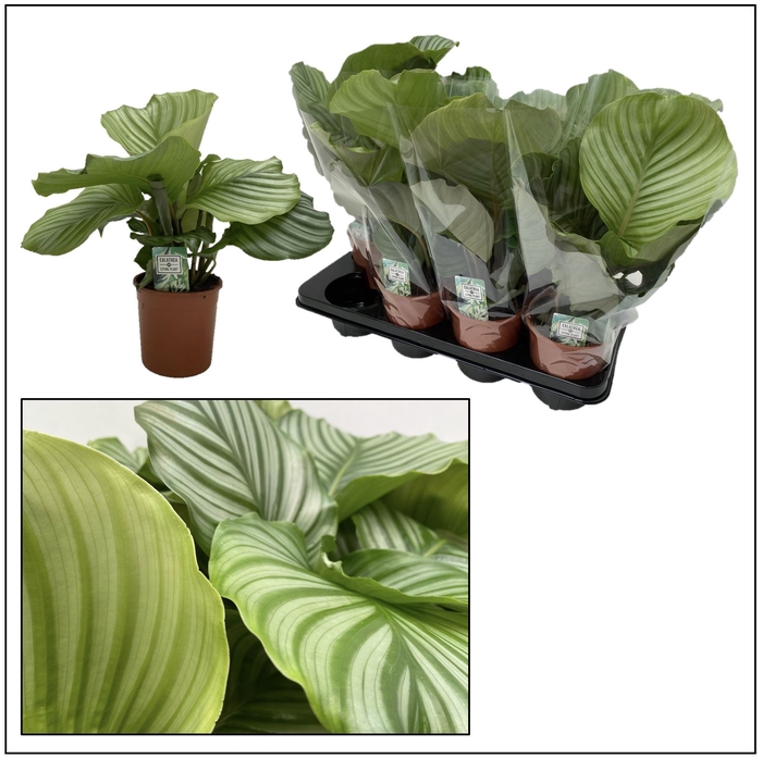 <h4>Calathea orbifolia</h4>