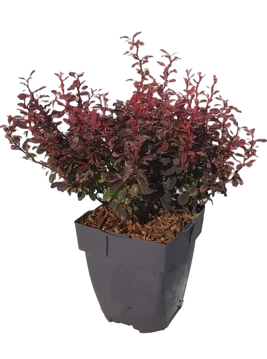 <h4>Berberis thunbergii 'Inspiration®'</h4>