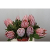 Protea Cynaroides