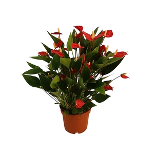 ANTHURIUM MINI MILLION FLOWERS P09 VERMELHO