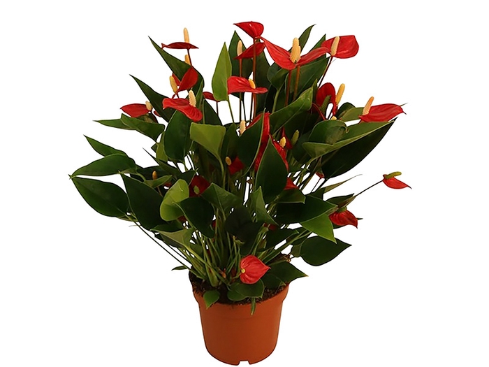 <h4>ANTHURIUM MINI MILLION FLOWERS P09</h4>