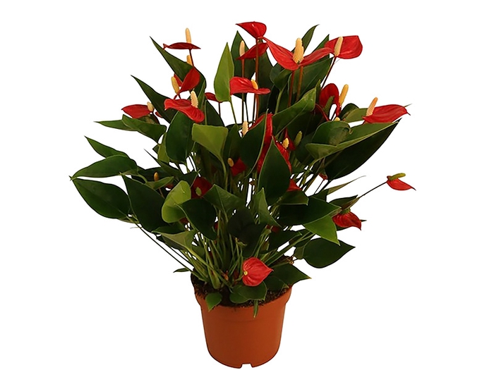 <h4>ANTHURIUM MINI MILLION FLOWERS P09 VERMELHO</h4>