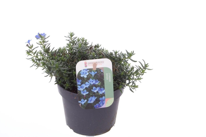 <h4>Lithodora diffusa</h4>