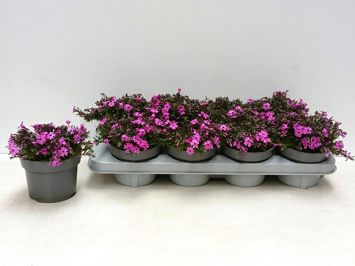 <h4>PHLOX S FAB D ROS EY</h4>