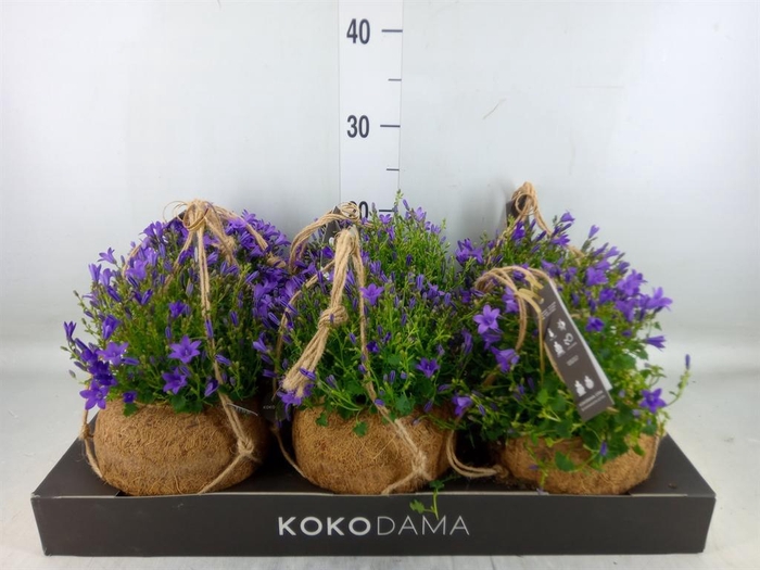 Campanula porten.