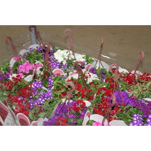 VERBENA C21 MISTO
