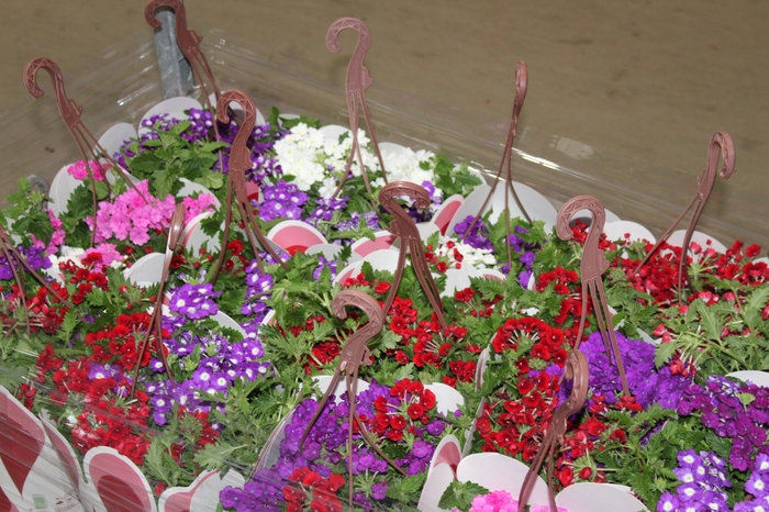 <h4>VERBENA C21 MISTO</h4>