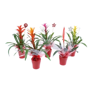 Bromelia gemengd in Keramiek + Kerststeker +Sierflap