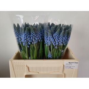 MUSCARI ALIDA