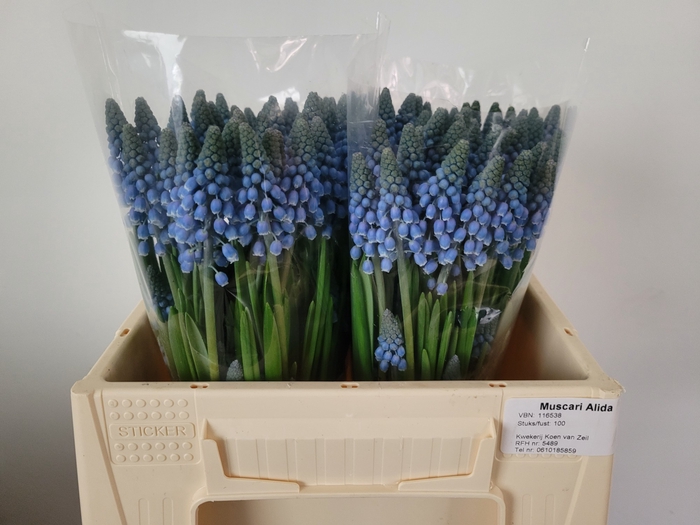 <h4>MUSCARI ALIDA</h4>