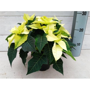 EUPHOR P LEMON SNOW