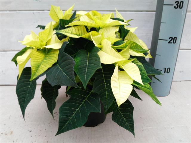 EUPHOR P LEMON SNOW