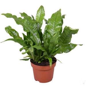 Microsorum musifolium Crocodyllus