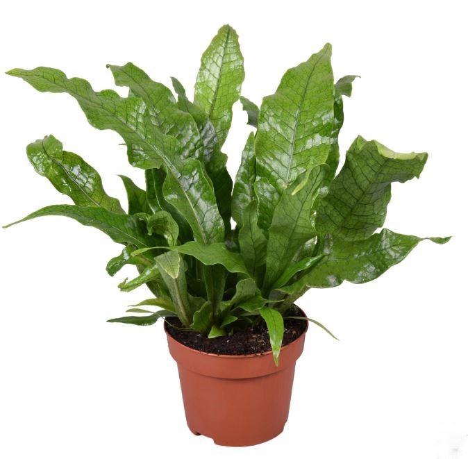 <h4>Microsorum musifolium Crocodyllus</h4>