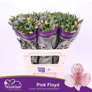 Alstr Pink Floyd