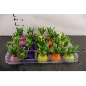 ! Aanbieding !! Hyacint Wax