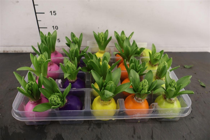 <h4>! Aanbieding !! Hyacint Wax</h4>