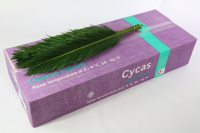 <h4>Cycas Revoluta Creative Colours</h4>