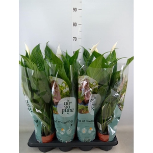 Spathiphyllum  'Sweet Chico'