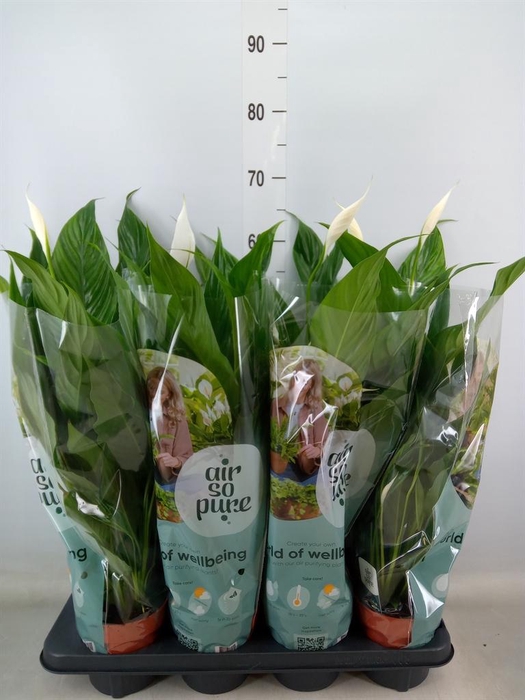 <h4>Spathiphyllum  'Sweet Chico'</h4>