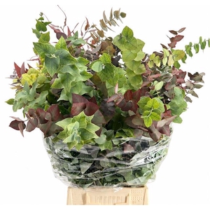 Euc. Stuartiana Autunno