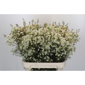 Chamelaucium Ivory Pearl