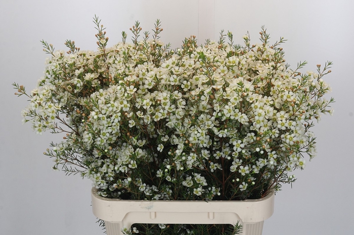 <h4>Chamelaucium Ivory Pearl</h4>