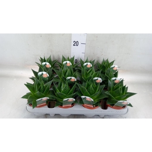 Aloe aristata 'Cosmo'