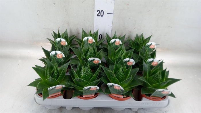 <h4>Aloe aristata 'Cosmo'</h4>