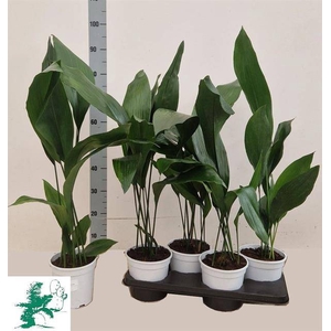 Aspidistra Elatior 17Ø 80cm 6pp