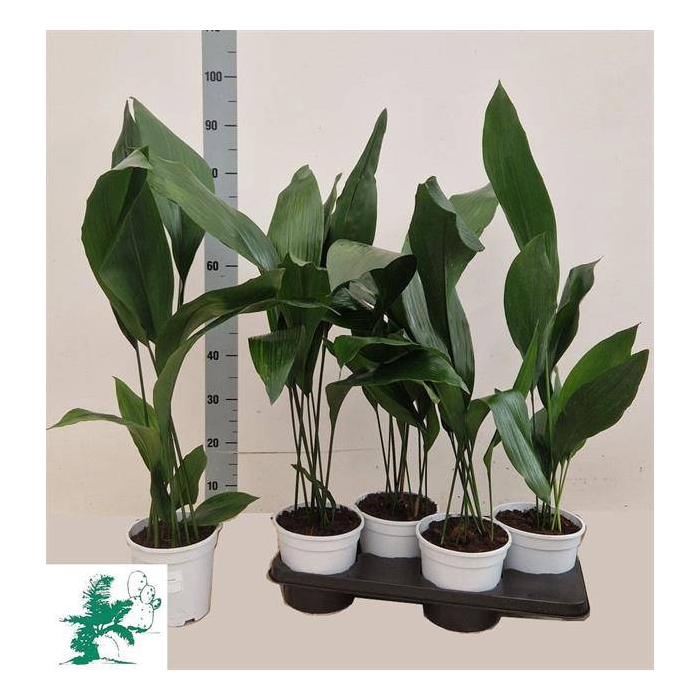 <h4>Aspidistra Elatior 17Ø 80cm 6pp</h4>