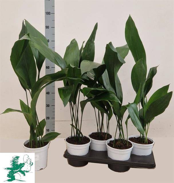 Aspidistra Elatior 17Ø 80cm 6pp