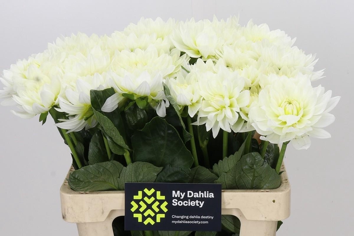 <h4>Dahlia Karma M. Zwaan</h4>