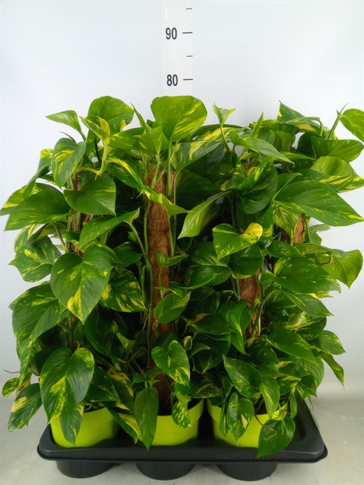 <h4>Epipremnum pinn.   ...moss stick</h4>