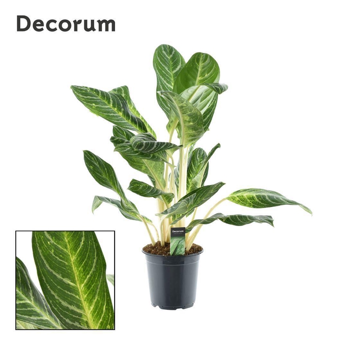 <h4>Aglaonema Keylime</h4>