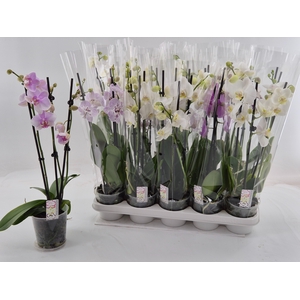 PHAL GEM