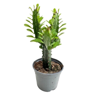 EUPHORBIA TRIGONA P9 GROEN