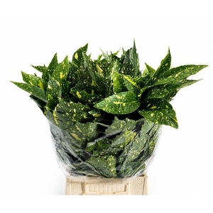 Aucuba Japonica (per bunch)