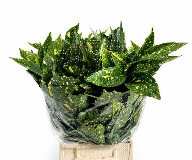 <h4>Aucuba Japonica (per bunch)</h4>