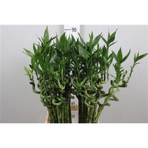 Drac Lucky Bamboo 70cm