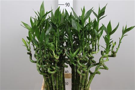 <h4>Drac Lucky Bamboo 70cm</h4>