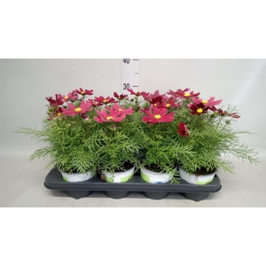 Cosmos bipinnatus 'Casanova Red'